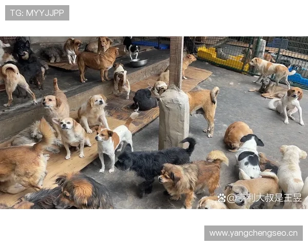 杨千霖家的狗吃的都比我一个月工资高